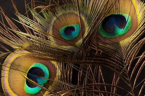 Augen des Pfaus von SO fotografie
