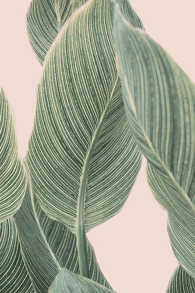 Calla Leaf by Kathrin Pienaar