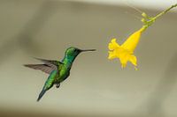 een flits van smaragd, het betoverende moment waarop een kolibri zweeft bij een zongele bloem.