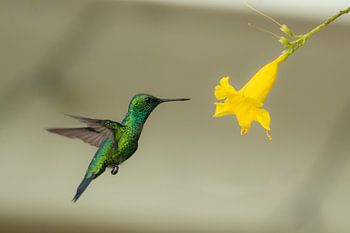 a flash of emerald, the enchanting moment when a hummingbird hovers near a sunlit flower.