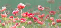 Rode anemonen van Fionna Bottema thumbnail