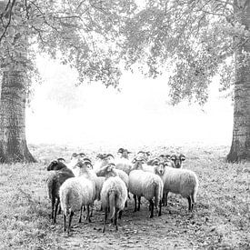 Schafe Elswout von Frans Nijssen