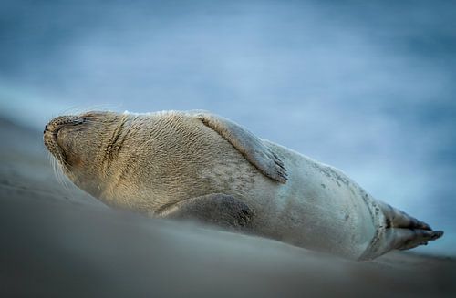 Lekker liggen aan het Katwijkse strand