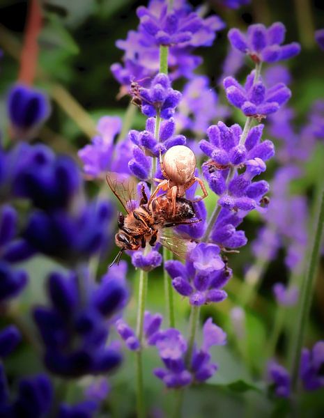 De kameleonspin met zijn prooi by Maickel Dedeken