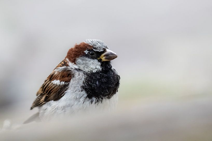 Sparrow on guard for some crumbs by Miranda Vleerlaag