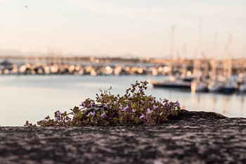La Sardaigne | dans le port
