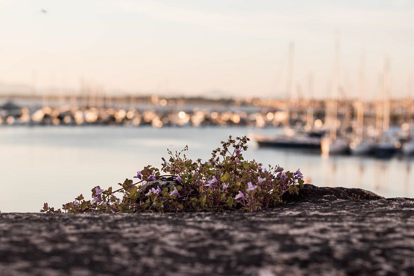 Sardinien | im Hafen von Sylvana Portier
