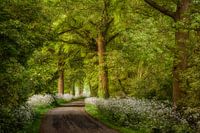 Cow Parsley Curve