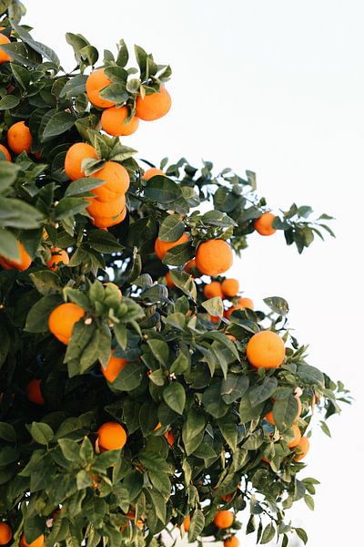 Spanish oranges | Spain | Orange | Fruit | Botanical photo by Mirjam Broekhof