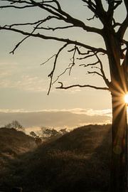 Dawn with gold on the photo