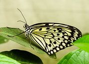 Butterfly van Marjo Kusters thumbnail