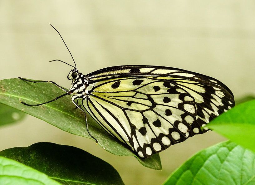 Butterfly van Marjo Kusters