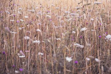 Beige zomer gras met paarse en witte bloemetjes in Engeland natuur fotografie van Christa Stroo fotografie