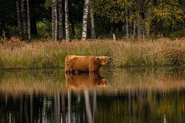 Schotse Hooglander in het water – Landgoed de Vossenberg, Wijster van KB Design & Photography (Karen Brouwer)
