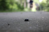 Rettet den Käfer! von DVT Photography Miniaturansicht