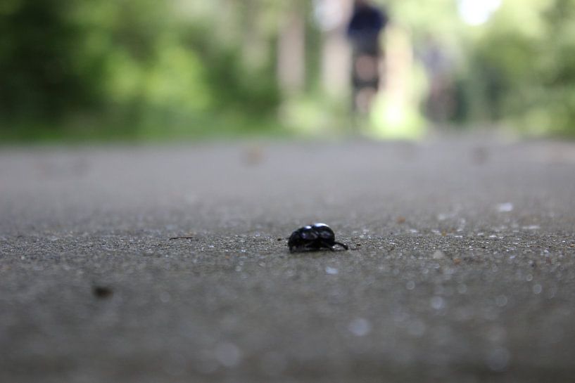 Rettet den Käfer! von DVT Photography