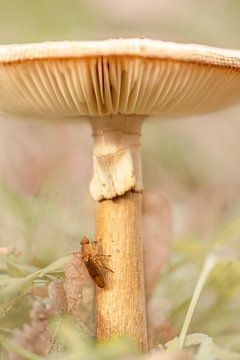 Paddenstoel met insect. van Alie Ekkelenkamp