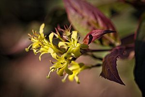 Gele Plant van Rob Boon