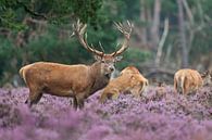 Red Deer standing in the Heather. by Rob Christiaans thumbnail