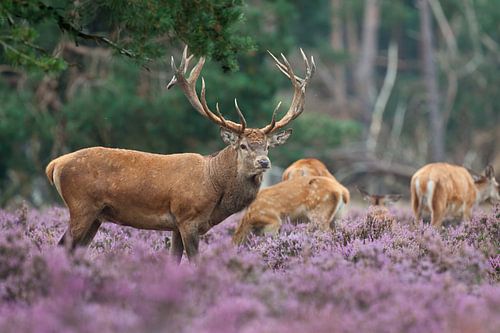 Des cerfs rouges dans la lande. sur Rob Christiaans