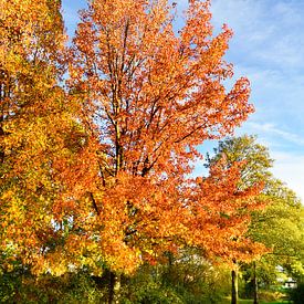 Orange trees in the park by Corinne Welp