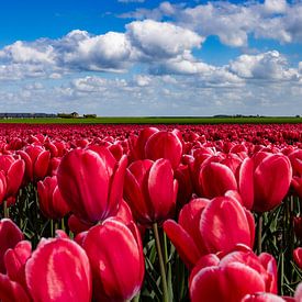 Champs de tulipes en fleurs dans la campagne de Groningue sur Gert Hilbink