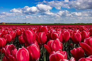 Blühende Tulpenfelder in der Landschaft von Groningen