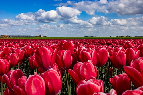 Flowering tulip fields in the Groningen countryside