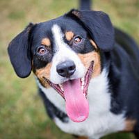 Miko, onze -3 jarige Entlebucher Sennenhond