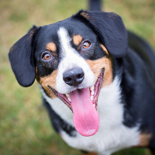 Miko, onze -3 jarige Entlebucher Sennenhond