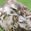 Mooie Buizerd van Danny Slijfer Natuurfotografie