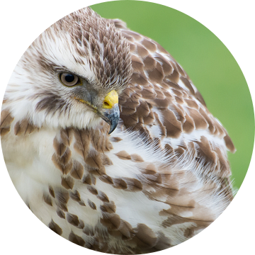 Mooie Buizerd