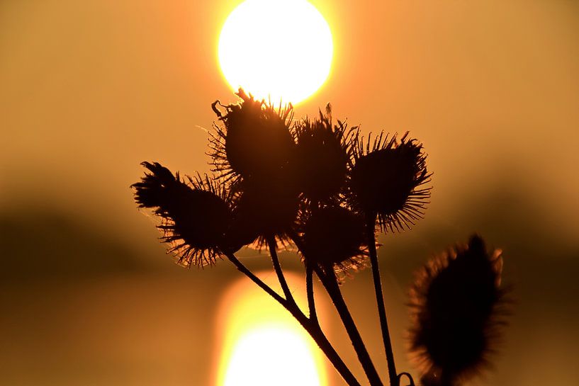 Klette bei Sonnenaufgang von Heiko Kueverling