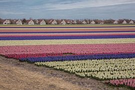 Flowers by Fokke Terpstra