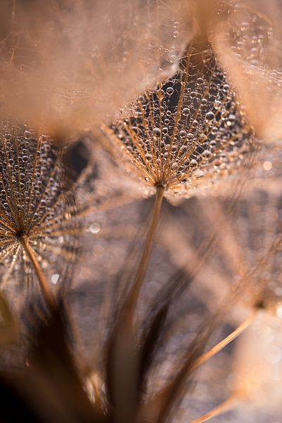 Warmth: A view from inside the &quot;golden&quot; Tragopogon by Marjolijn van den Berg