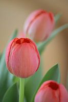 Roze tulpen