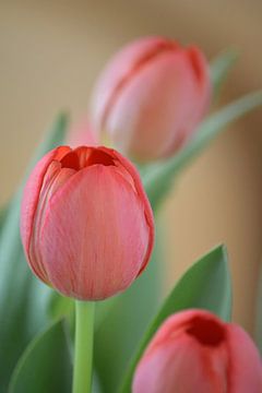 Tulipes roses sur Nancy Alpaerts