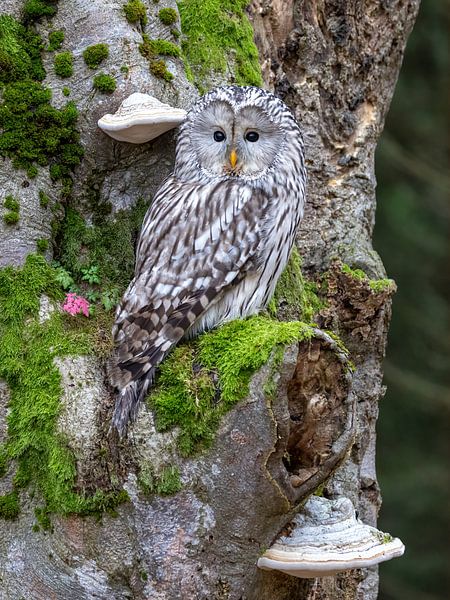 Ural owl in tree by Teresa Bauer