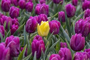 Gelbe Tulpe zwischen lila Tulpen