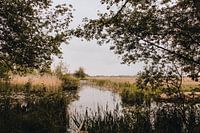 Landschap in Weerribben