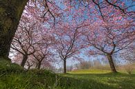 Prunus bomen van Moetwil en van Dijk - Fotografie thumbnail