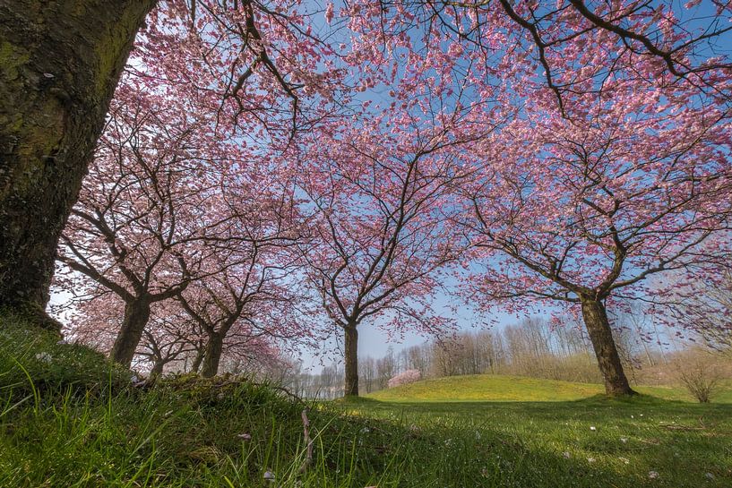 Prunus bomen van Moetwil en van Dijk - Fotografie