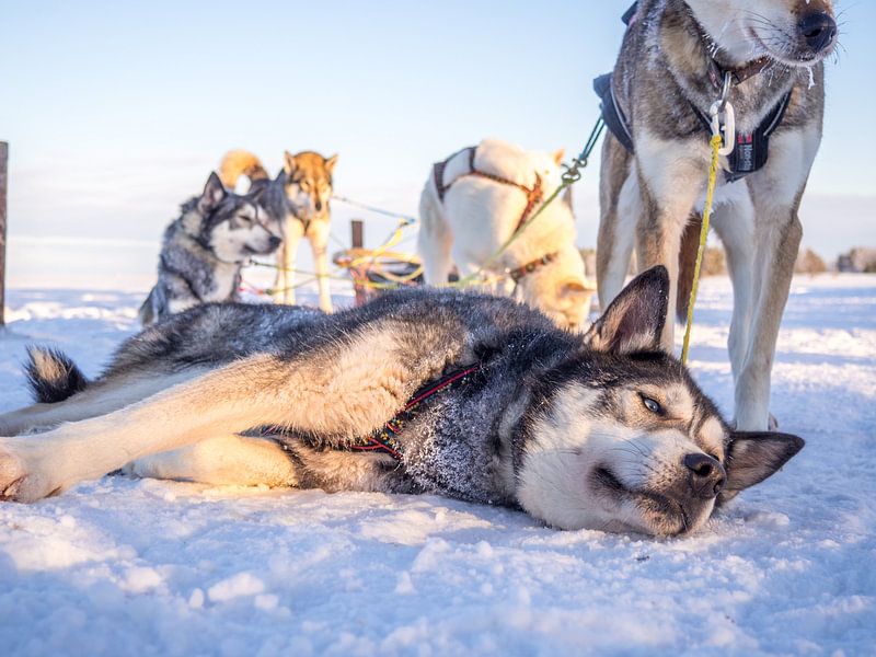 Husky liggend van Ferry D
