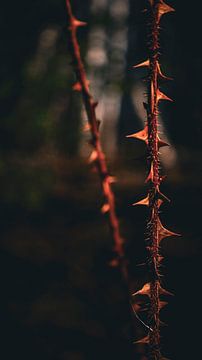 Atmosphärisches Licht- und Schattenspiel: Äste mit Zacken unter einem Sonnenstrahl in einer dunklen, tiefen Umgebung