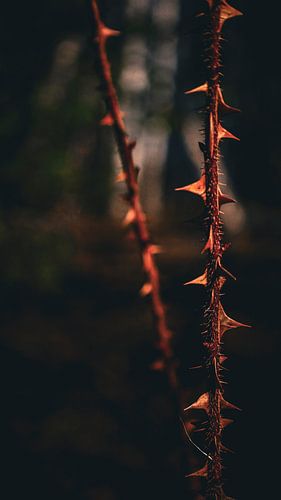 Atmospheric Play of Light and Shadow: Branches with Spikes Under a Sunny Ray in a Dark, Deep Setting