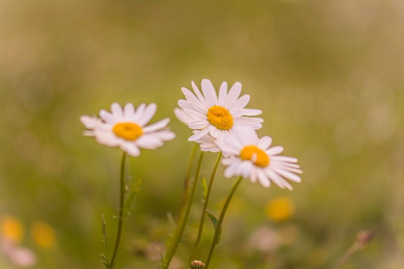 Gänseblümchen von Tania Perneel