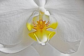 une orchidée papillon blanche