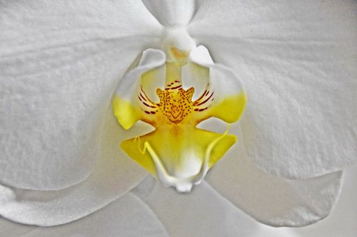 einer weisse Schmetterlingsorchidee