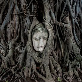 Buddha in tree by Sebastiaan Hamming