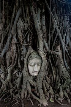Buddha in tree by Sebastiaan Hamming